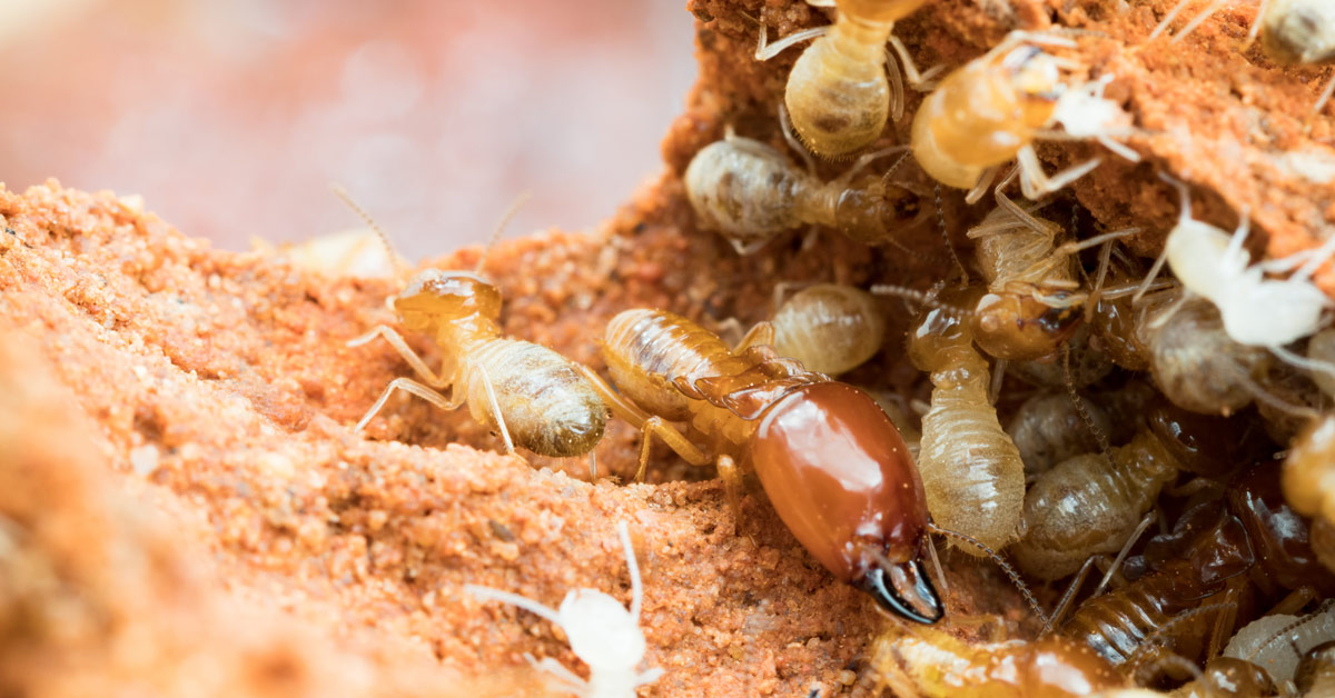 Pest Control Solutions for Termites, Spiders, Fleas, Ants, and more!