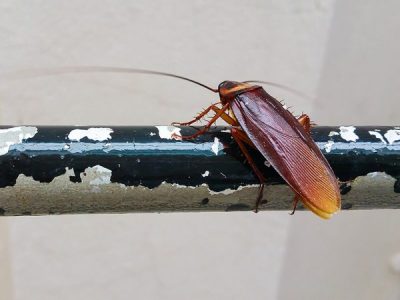 Why Logan and Mount Gravatt have a high risk of cockroach infestation