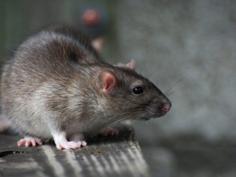 Rat control in Inner Brisbane needs constant vigilance to stop invasion