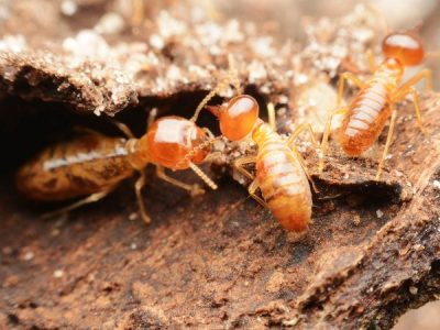 How to tell if you have termites, and what to do next