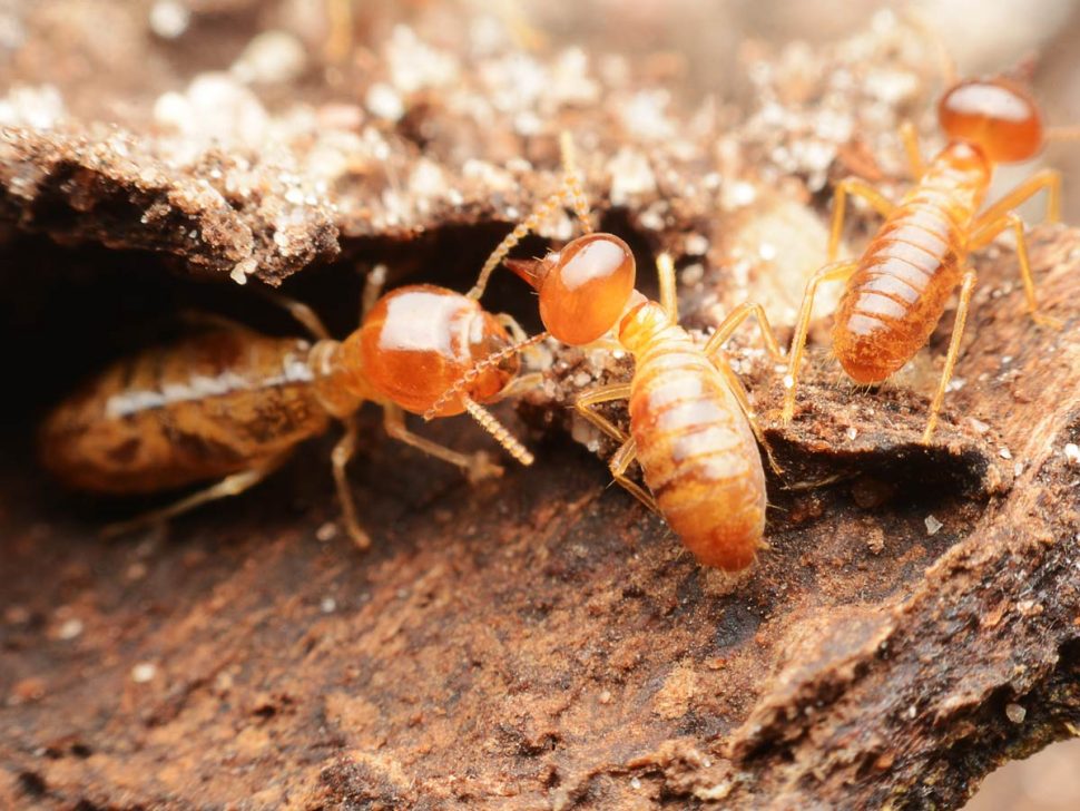 Termites Archives - Cure-All Pest Control