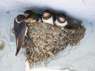 Removing swallows and fairy martins from your property