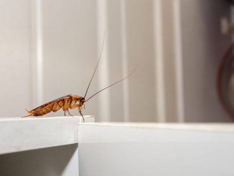 Get rid of cockroaches for good with Cure All Pest Control. Brisbane pest control services can exterminate cockroaches swiftly and thoroughly.