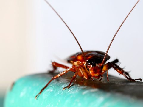 Rid your home of cockroaches with Brisbane pest control services. Leave exterminating roaches up to the professionals for longer lasting pest control solutions.