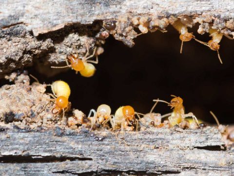 Signs you have white ants. Signs you have termites. Termite pest control, Termite inspections.