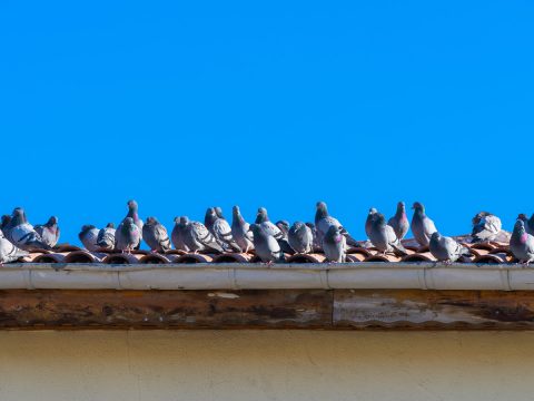 Pigeon pest control, bird control brisbane. How to stop pigeons making nests in your property.