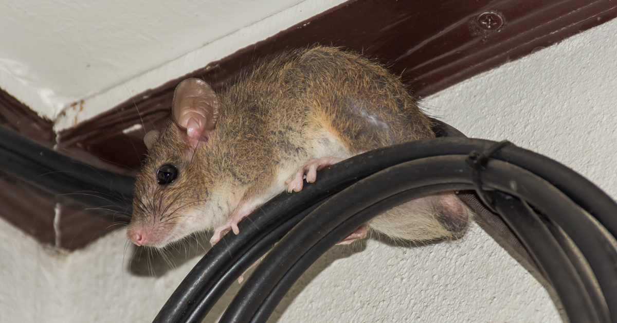 Problem with rats? Get rid of rats quickly and effectively with professional help.