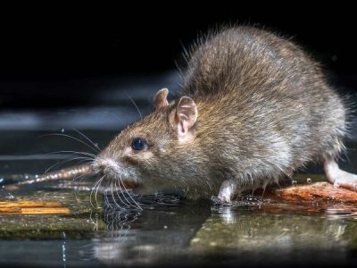 Rat removal Brisbane: Fast rat removal, so you don’t have to!