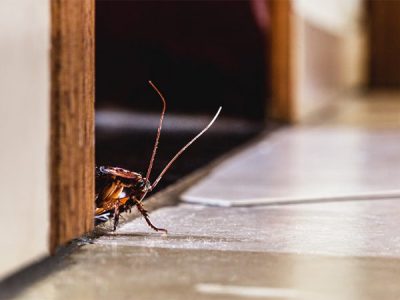 How to Prepare Your Home For Pest Control