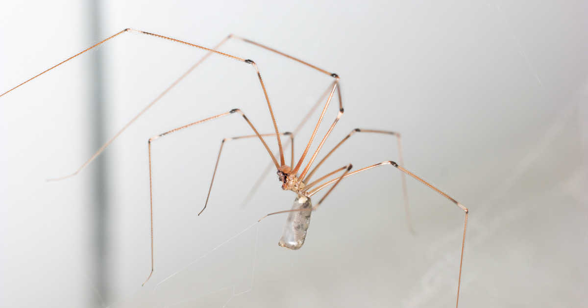 Daddy Long Legs Spider, is the Daddy Long Legs spider venomous, Cure All Pest Control