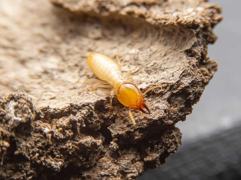 Termite close up