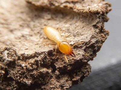 Top 7 Warning Signs Your Home Has Termites
