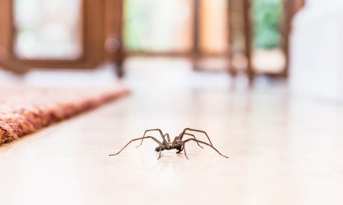 a large spider crawling around a city house