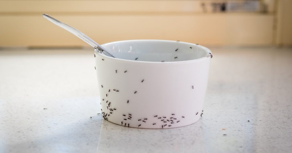 Ants swarm an unattended bowl