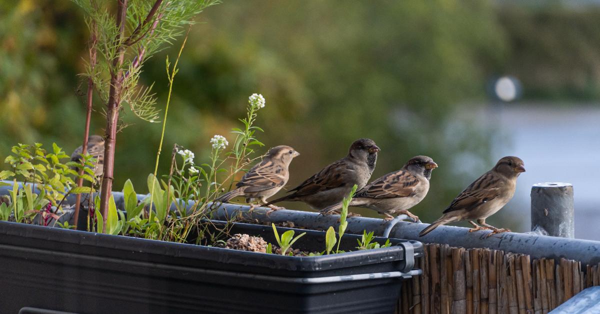 Pest birds sitting on a balcony