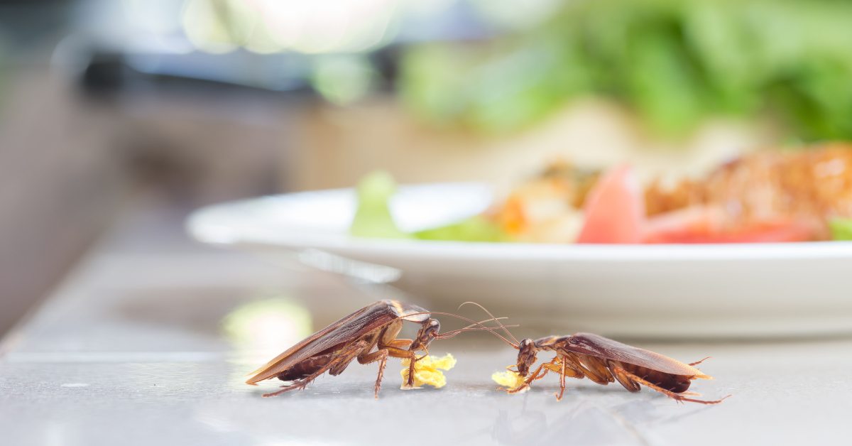 cockroaches on a kitchen bench