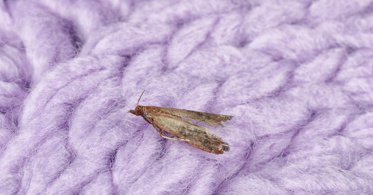 moth crawling on pink fabric