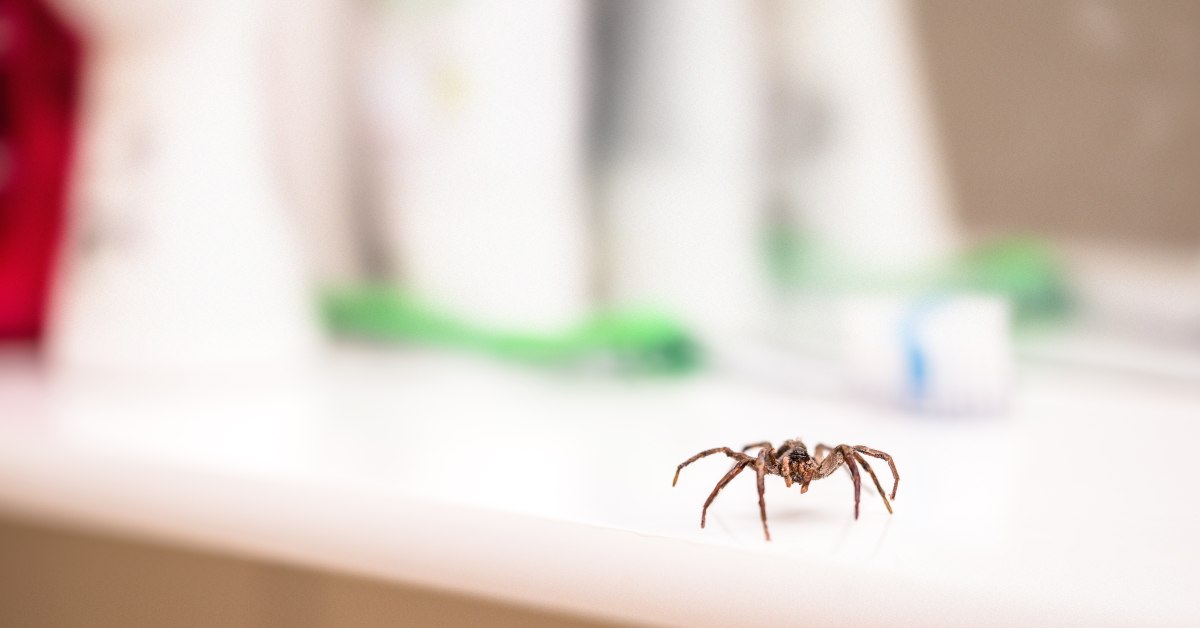 Spider standing on a bathroom counter