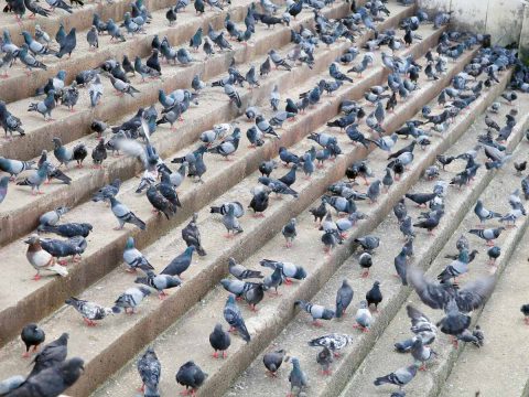 Pigeon pests on concrete steps