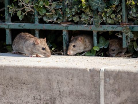Three rats in a garden crawling under fence