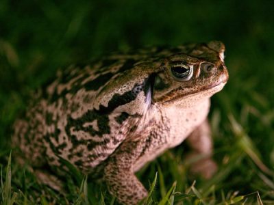 Why are Cane Toads a Pest?