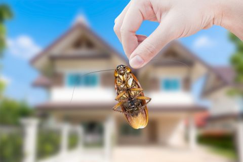 How-Often-Should-I-Pest-Control-My-House