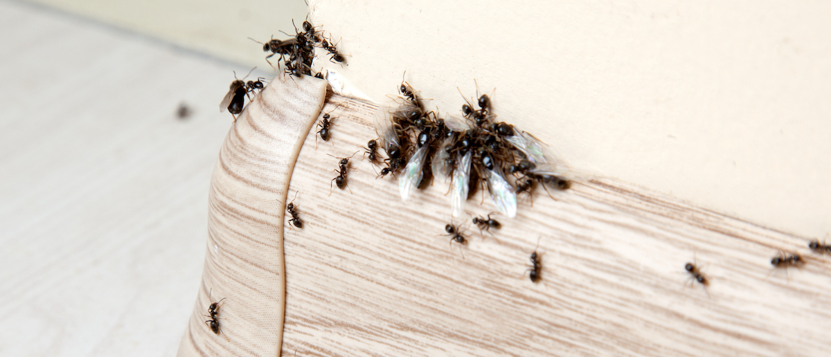 How-Often-Should-I-Pest-Control-My-House-ants