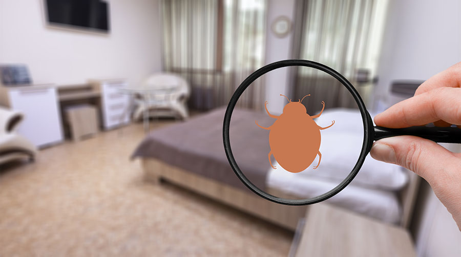Property Pests and Home Value: Sellers Checklist