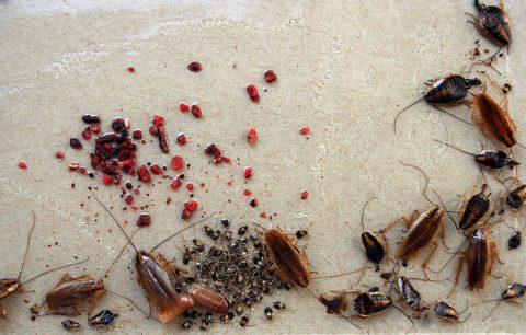 Seasons of the Pest: The Breeding Cycle of Common Brisbane Pests