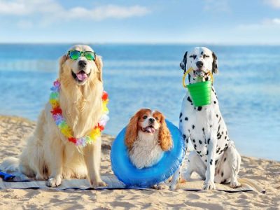 How to Safeguard Your Pets from Pests on the Gold Coast