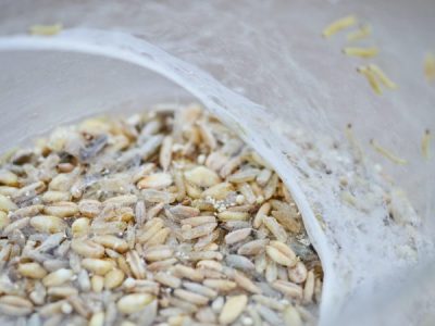 Common Pantry Pests
