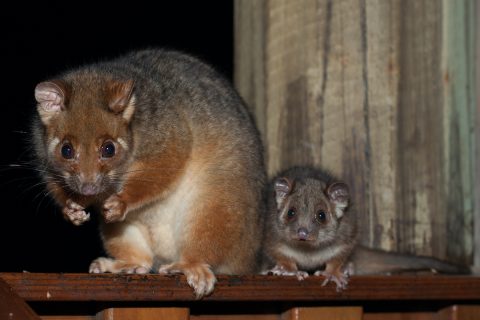 Dealing with possums in your roof cavity in Brisbane or Gold Coast? Don't worry, we've got you covered! These nocturnal creatures may seem harmless, but they can cause significant damage to your property, disrupt your peace and quiet and are prevalent in Brisbane and the Gold Coast. If you find yourself facing a possum infestation, it's essential to understand the necessary steps for safe and effective removal. Here's what you need to know: Identifying the Problem: The first step in addressing a possum infestation is to identify the signs. These may include strange noises coming from your roof cavity during the night, droppings or urine stains, chewed electrical wires or insulation, and visible entry points around your roofline. Once you've confirmed the presence of possums, it's crucial to take action promptly to prevent further damage. Understanding Possum Behavior: Possums are nocturnal creatures that are attracted to warm and sheltered spaces, making roof cavities an ideal habitat. They are also territorial animals, so once they've established a nest in your roof, they are unlikely to leave voluntarily. Attempting to remove possums without proper knowledge and expertise can be ineffective and may even result in injury to both you and the animals. Seeking Professional Help: When it comes to possum removal, it's best to leave it to the experts. Professional pest control technicians across Brisbane and the Gold Coast, like Cure-All, have the training, experience, and equipment necessary to humanely and safely remove possums from your property. They will conduct a thorough inspection of your roof cavity to assess the extent of the infestation and identify entry points. Based on their findings, they will develop a tailored removal plan that complies with local regulations and ethical standards. Humane Removal Methods: Possums are protected under the Nature Conservation Act 2014 so it’s important to call on pest control specialists who obtain the correct permits. Ethical possum removal involves using humane and non-lethal methods to encourage the animals to vacate your roof cavity willingly. This may include installing one-way exit doors or traps designed specifically for possums. It's essential to avoid using poisons or harmful deterrents, as these can cause unnecessary suffering to the animals and may be illegal in your area. Preventing Future Infestations: Once the possums have been removed from your roof cavity, it's essential to take steps to prevent future infestations. This may involve sealing off entry points with sturdy materials that possums cannot chew through, such as metal mesh or wire. Additionally, keeping trees trimmed away from your roofline and removing sources of food and water from your property can help deter possums from returning. Dealing with possums in your roof cavity across Brisbane and the Gold Coast is common and requires patience, knowledge and expertise. By understanding possum behaviour, seeking professional help, and implementing humane removal methods, you can effectively address the problem and prevent future infestations. If you suspect you have possums in your roof, don't hesitate to contact a licensed pest control technician for assistance. Ready to evict the unwanted tenants from your roof cavity? Contact us today for expert possum removal service in both Brisbane and the Gold Coast!