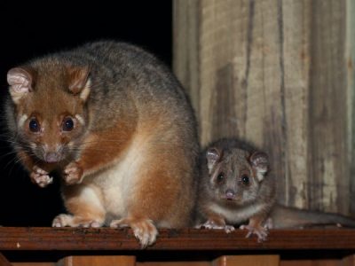 Possums In Your Roof Cavity? Here’s What You Need To Know About Possum Removal