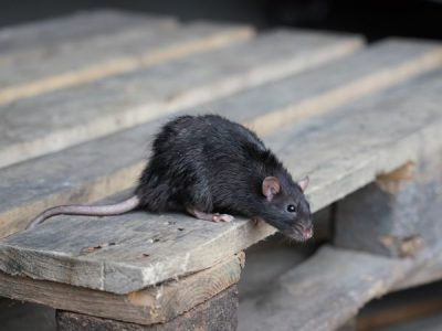 The Hidden Dangers of DIY Rat Baiting
