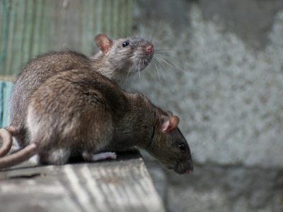Mice in the House? Signs of a Mouse Infestation and How to Get Rid of Them